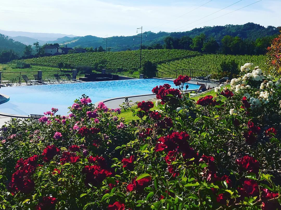 Vineyards at Casa Marghetita B&B for Piedmont Holidays un Italy